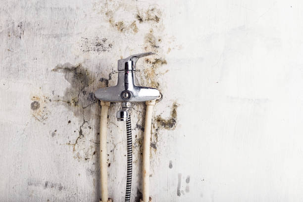 Best Mold Inspection  in Clinton, SC