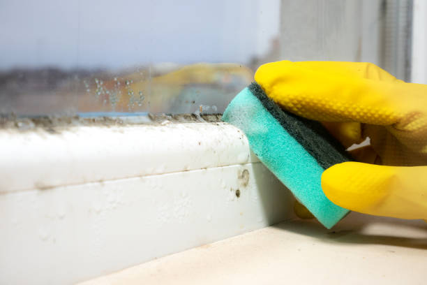 Best Commercial Mold Removal  in Clinton, SC