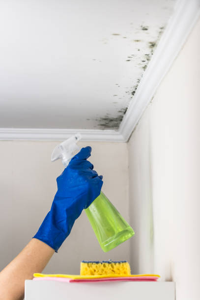 Best Residential Mold Removal  in Clinton, SC